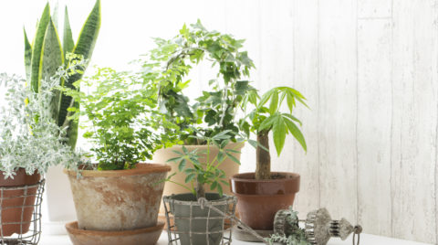 おしゃれなインテリアを目指そう！おすすめの人気観葉植物