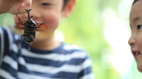 小学生に人気！昆虫や爬虫類のいる暮らし