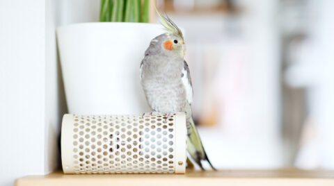 鳥のいる暮らし・鳥を飼う家づくり